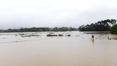 Hơn 1.049ha diện tích ruộng mới gieo sạ tại huyện Nghĩa Hành bị ngập úng