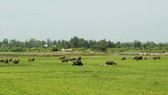 Quảng Ngãi: Hơn 60ha ruộng bỏ hoang suốt 20 năm vì nhiễm mặn
