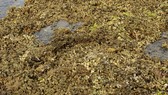 Quảng Ngãi: Rạn san hô ở Gành Yến cần được bảo vệ