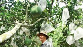 Quảng Ngãi: Người làm vườn phấn khởi vào mùa thu hoạch bưởi da xanh