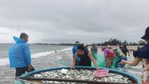 Quảng Ngãi: Clip kéo lưới gần bờ, ngư dân trúng luồng cá lớn gần 3 tấn