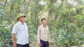 Một góc rừng dẻ Quảng Lưu