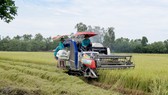 ADC kiên trì cùng nông dân làm lúa chuẩn Global G.A.P