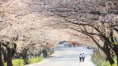 ​Mùa lễ hội hoa xuân tại Hàn Quốc 