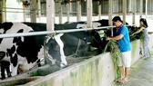 Nông dân TPHCM nuôi bò sữa. Ảnh minh họa