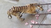 Cục Kiểm lâm yêu cầu báo cáo nuôi hổ, xem xét thu hồi giấy phép