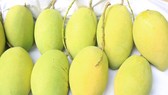 Sau thanh long, xoài được xuất khẩu vào thị trường Chile