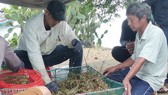 Người nuôi hải sản ở Phú Yên xuất bán tôm hùm trước khi bão số 5 đổ bộ