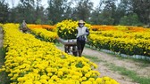 Phú Yên kêu gọi cùng chung tay mua hoa tết hỗ trợ người trồng hoa vượt khó. Ảnh minh họa: Báo Phú Yên
