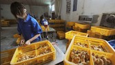 Công nhân tiêm vaccine cúm gia cầm H9 cho gà con tại một trang trại ở huyện Trường Phong, tỉnh An Huy, Trung Quốc, ngày 14-4-2013.Ảnh: REUTERS