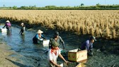 Nông dân huyện Thới Bình, Cà Mau sản xuất mô hình lúa - tôm. Ảnh minh họa