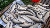 Huyện Bá Thước yêu cầu các công ty xả thải trái phép ra sông Mã bồi thường thiệt hại cho người dân vì cá nuôi bị chết. Ảnh: Báo Thanh Hóa