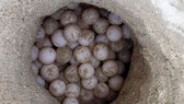 Điều tra lại vụ trộm 116 quả trứng vích tại Côn Đảo
