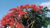 Du khách chen chân check-in cây phượng “lạ” ở Vũng Tàu