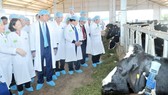  Bò sữa của Công ty CP Sữa Việt Nam được nuôi trong hệ thống chuồng trại hiện đại, đảm bảo vệ sinh