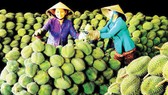 Nông dân có kinh nghiệm về sản xuất cây ăn trái