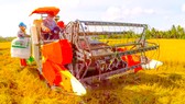 ĐBSCL: Lo máy gặt lúa không đủ nhiên liệu để hoạt động