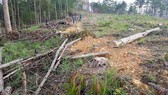 Bắt giam 5 đối tượng tấn công nhân viên bảo vệ rừng