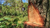 Điều tra vụ “đầu độc” rừng thông dưới chân núi Langbiang