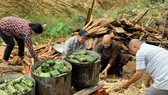 Lâm Đồng: Tất bật gói hơn 6.000 bánh chưng, bánh tét hỗ trợ miền Trung