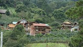 Lâm Đồng chỉ đạo xử lý nghiêm vụ hàng chục căn nhà xây trái phép giữa đất rừng