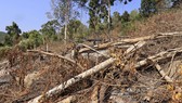 Điều tra vụ phá 3.600m² rừng phòng hộ tại Đà Lạt
