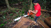 Khởi tố 14 đối tượng phá rừng ở Lâm Đồng