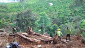 Hiện trường ngổn ngang gỗ trong vụ phá rừng quy mô lớn tại Lâm Đồng