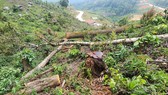 Hiện trường vụ phá rừng nằm ngay cạnh đường tỉnh 722. Ảnh: ĐOÀN KIÊN