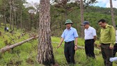Chủ tịch UBND tỉnh Lâm Đồng yêu cầu lập chuyên án điều tra vụ cưa hàng trăm cây thông ở Đà Lạt