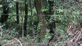 Phạt tiền người dân lấn chiếm đất rừng đặc dụng ở Đà Lạt