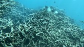 Rạn san hô dưới đáy biển Hòn Mun, thuộc vịnh Nha Trang (Khánh Hòa) chết hàng loạt.