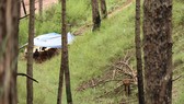 “Thiếc tặc” vô tư khai thác trong rừng phòng hộ tại Lâm Đồng