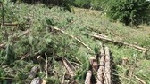 Tỉnh Lâm Đồng chỉ đạo điều tra vụ “cưa trắng” hàng trăm cây thông