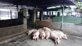  Hàng trăm con heo tại Khánh Hòa chết vì nhiễm bệnh
