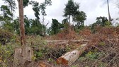 Sau 3 năm có lệnh đóng cửa rừng, đề nghị xử lý cá nhân, tập thể làm mất rừng tự nhiên