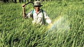 Theo Cục Bảo vệ thực vật, mỗi năm Việt Nam nhập khẩu tới 30.000 tấn thuốc trừ cỏ có chứa chất glyphosate. Ảnh minh họa: THÀNH TRÍ