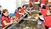 Sáng nay 11-10, “cùng nông dân đi chợ thế giới”