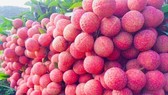 Vải thiều Việt Nam