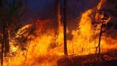 Nguy cơ cháy rừng tại các tỉnh phía Bắc và miền Trung vẫn còn rất cao