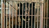 Cứu hộ 1 cặp gấu mẹ - con được nuôi sinh sản ở Việt Nam