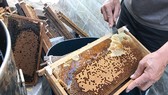 Mật ong Việt Nam bị Hoa Kỳ điều tra chống bán phá giá
