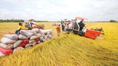 Việt Nam sẽ không chạy theo lượng về lúa gạo