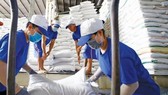 Lượng gạo Việt Nam xuất khẩu sang Anh sụt giảm 20%