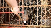 Cứu hộ gấu ngựa bị nuôi nhốt 17 năm ở Nam Định