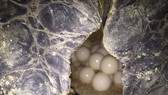 Cận cảnh con rùa biển đang đẻ trứng.