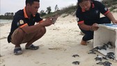 51 con rùa con tung tăng về với biển.