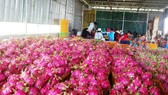 Một vựa thu mua thanh long ở Bình Thuận.
