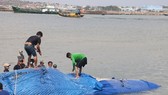 Cá voi nặng gần 10 tấn chết, trôi dạt trên vùng biển Bình Thuận