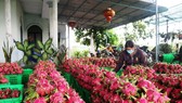 Các cơ sở, doanh nghiệp kinh doanh, xuất khẩu thanh long ở tỉnh Bình Thuận đang gặp nhiều khó khăn.